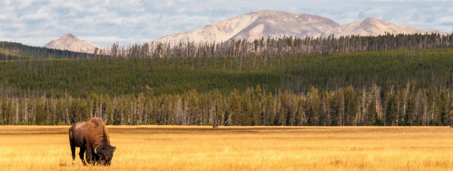 Yellowstone National Park